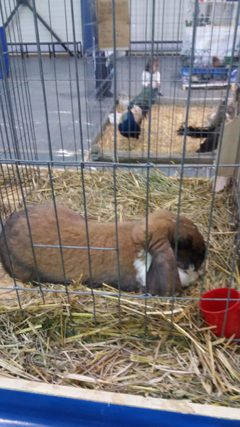  - EXPOZITIA DE PASARI SI ANIMALE OTOPENI 2018