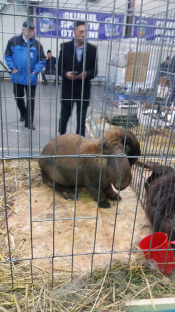  - EXPOZITIA DE PASARI SI ANIMALE OTOPENI 2018