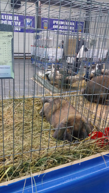  - EXPOZITIA DE PASARI SI ANIMALE OTOPENI 2018