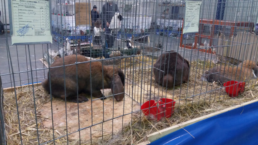  - EXPOZITIA DE PASARI SI ANIMALE OTOPENI 2018