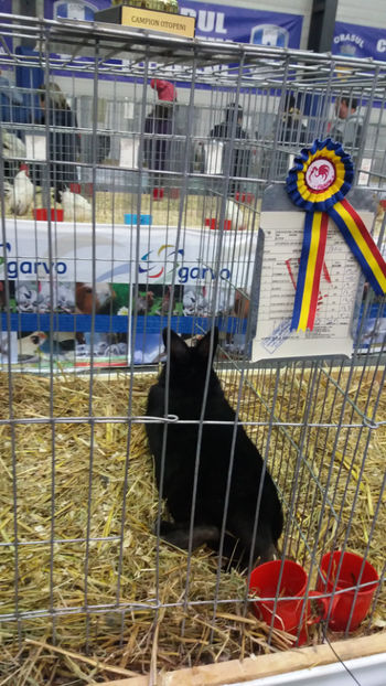  - EXPOZITIA DE PASARI SI ANIMALE OTOPENI 2018