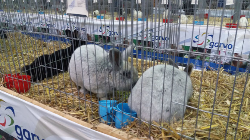  - EXPOZITIA DE PASARI SI ANIMALE OTOPENI 2018