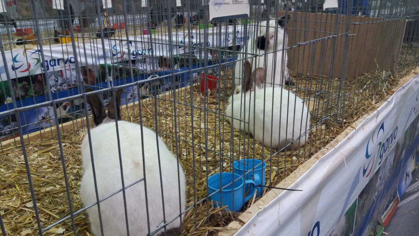  - EXPOZITIA DE PASARI SI ANIMALE OTOPENI 2018