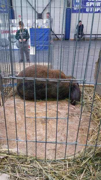  - EXPOZITIA DE PASARI SI ANIMALE OTOPENI 2018
