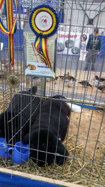  - EXPOZITIA DE PASARI SI ANIMALE OTOPENI 2018