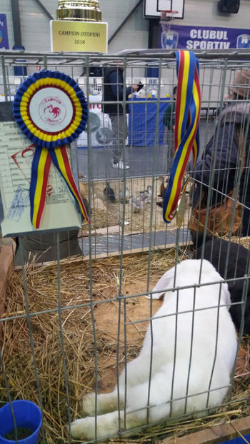  - EXPOZITIA DE PASARI SI ANIMALE OTOPENI 2018