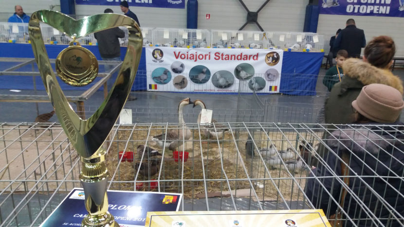  - EXPOZITIA DE PASARI SI ANIMALE OTOPENI 2018