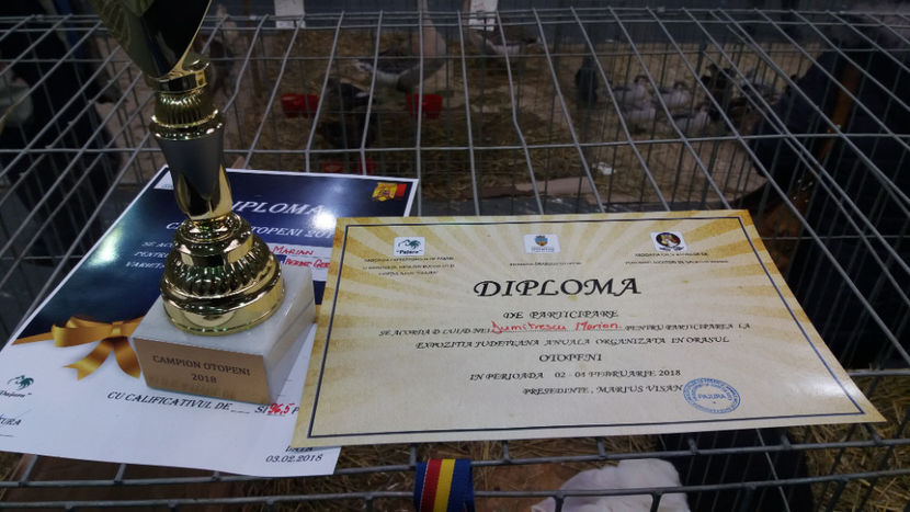  - EXPOZITIA DE PASARI SI ANIMALE OTOPENI 2018