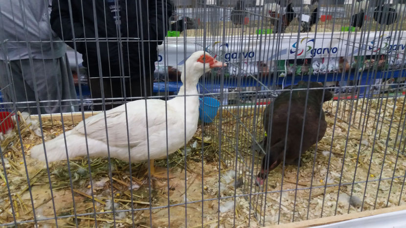  - EXPOZITIA DE PASARI SI ANIMALE OTOPENI 2018