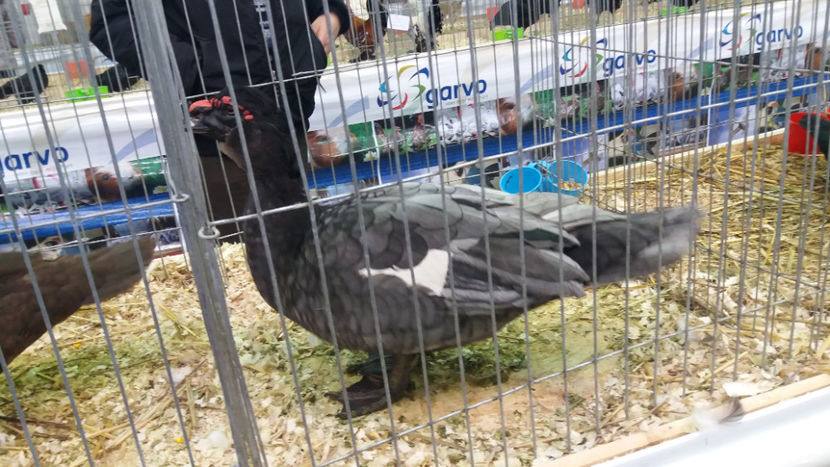  - EXPOZITIA DE PASARI SI ANIMALE OTOPENI 2018