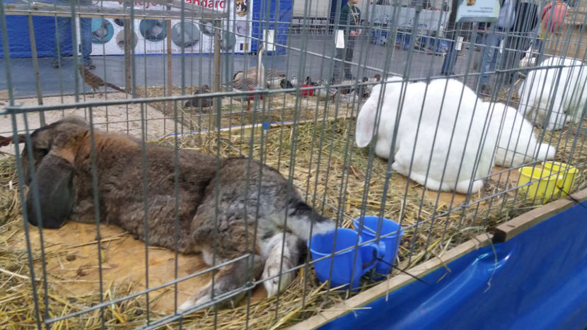  - EXPOZITIA DE PASARI SI ANIMALE OTOPENI 2018