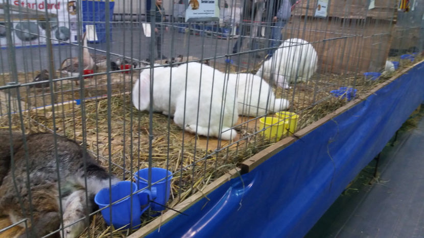  - EXPOZITIA DE PASARI SI ANIMALE OTOPENI 2018