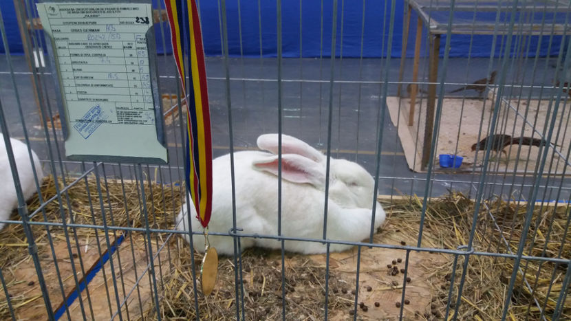  - EXPOZITIA DE PASARI SI ANIMALE OTOPENI 2018