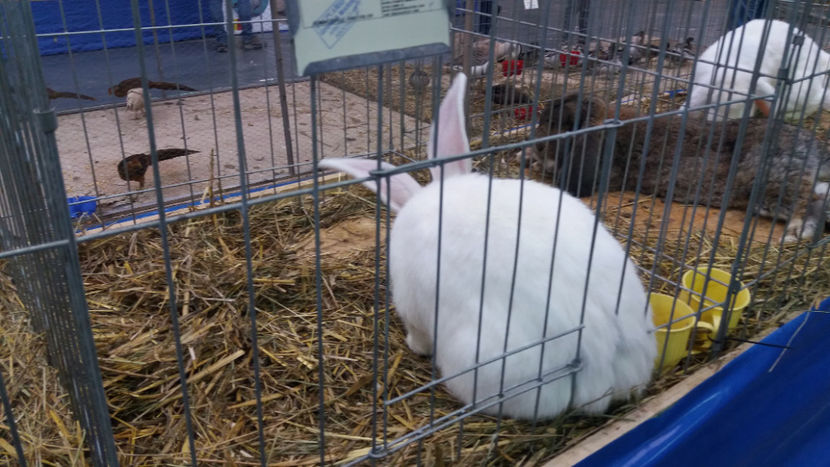  - EXPOZITIA DE PASARI SI ANIMALE OTOPENI 2018