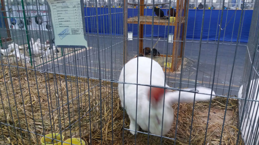  - EXPOZITIA DE PASARI SI ANIMALE OTOPENI 2018