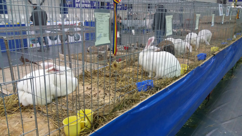 - EXPOZITIA DE PASARI SI ANIMALE OTOPENI 2018