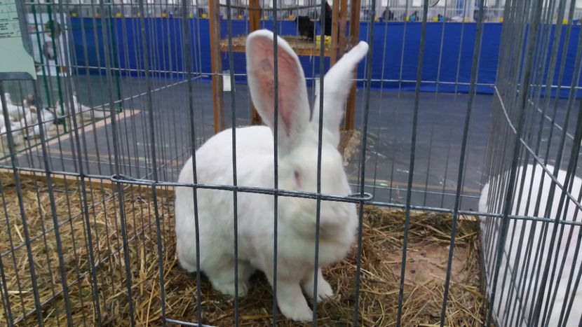  - EXPOZITIA DE PASARI SI ANIMALE OTOPENI 2018