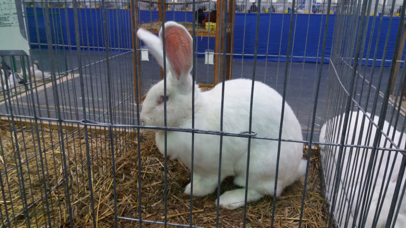  - EXPOZITIA DE PASARI SI ANIMALE OTOPENI 2018