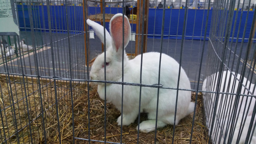  - EXPOZITIA DE PASARI SI ANIMALE OTOPENI 2018