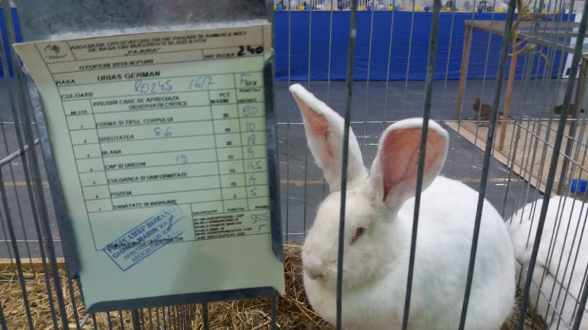  - EXPOZITIA DE PASARI SI ANIMALE OTOPENI 2018