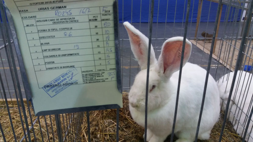  - EXPOZITIA DE PASARI SI ANIMALE OTOPENI 2018