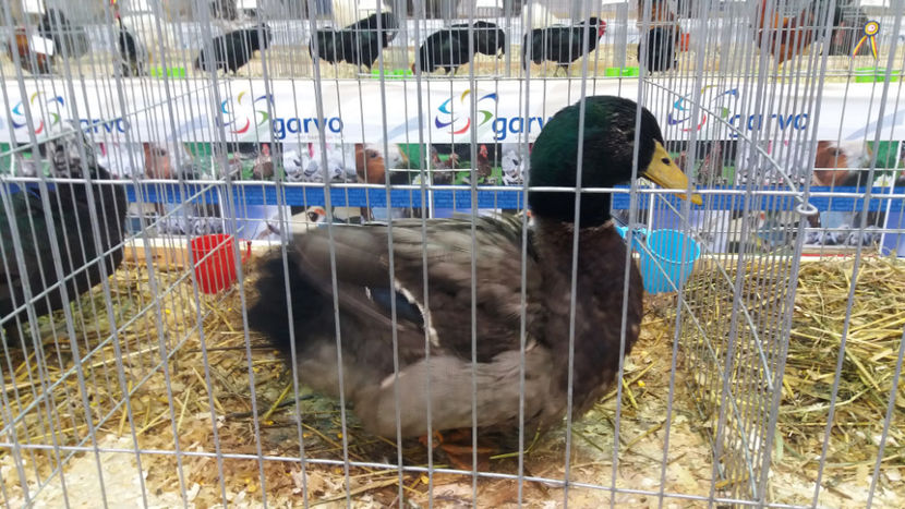  - EXPOZITIA DE PASARI SI ANIMALE OTOPENI 2018