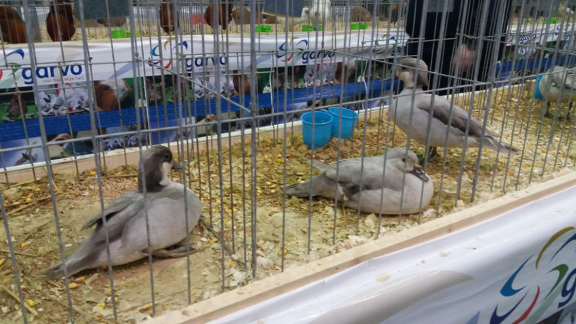  - EXPOZITIA DE PASARI SI ANIMALE OTOPENI 2018