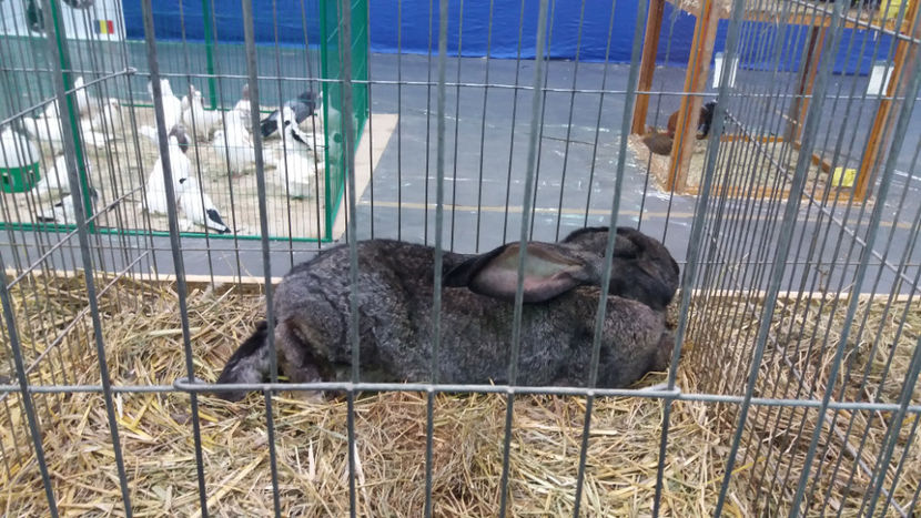  - EXPOZITIA DE PASARI SI ANIMALE OTOPENI 2018