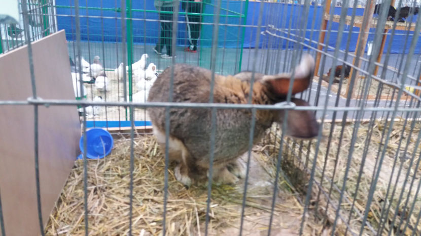  - EXPOZITIA DE PASARI SI ANIMALE OTOPENI 2018