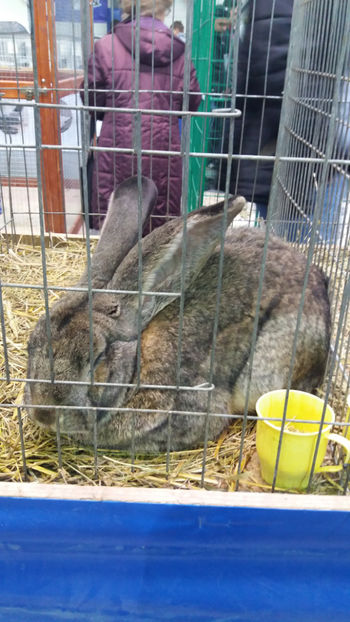  - EXPOZITIA DE PASARI SI ANIMALE OTOPENI 2018