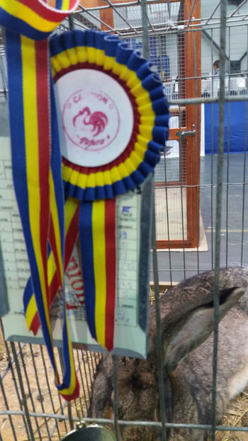  - EXPOZITIA DE PASARI SI ANIMALE OTOPENI 2018