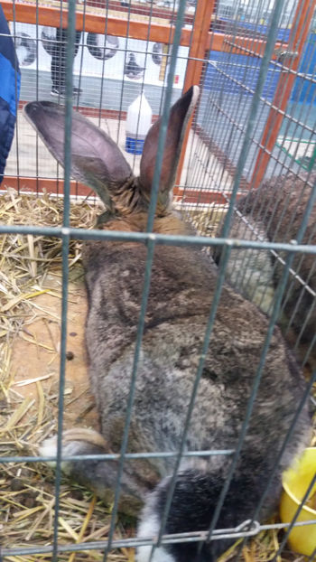  - EXPOZITIA DE PASARI SI ANIMALE OTOPENI 2018