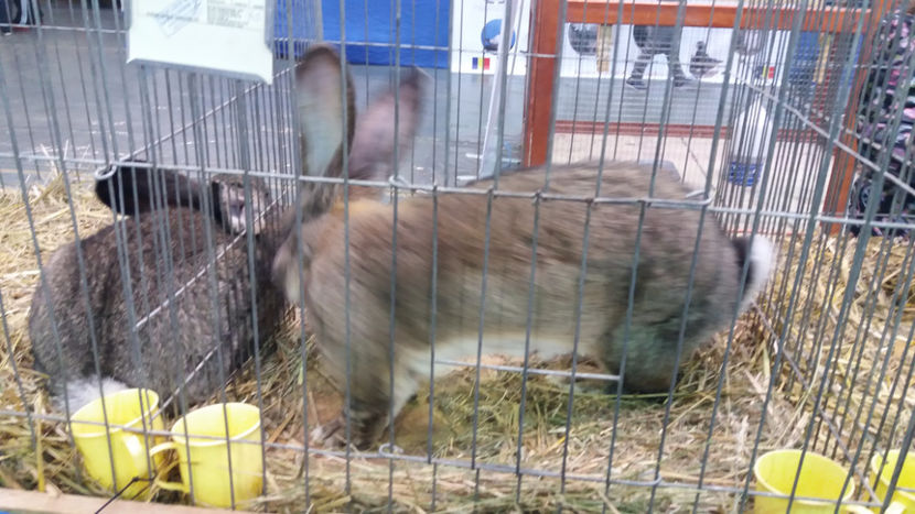  - EXPOZITIA DE PASARI SI ANIMALE OTOPENI 2018