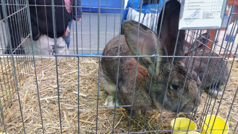  - EXPOZITIA DE PASARI SI ANIMALE OTOPENI 2018