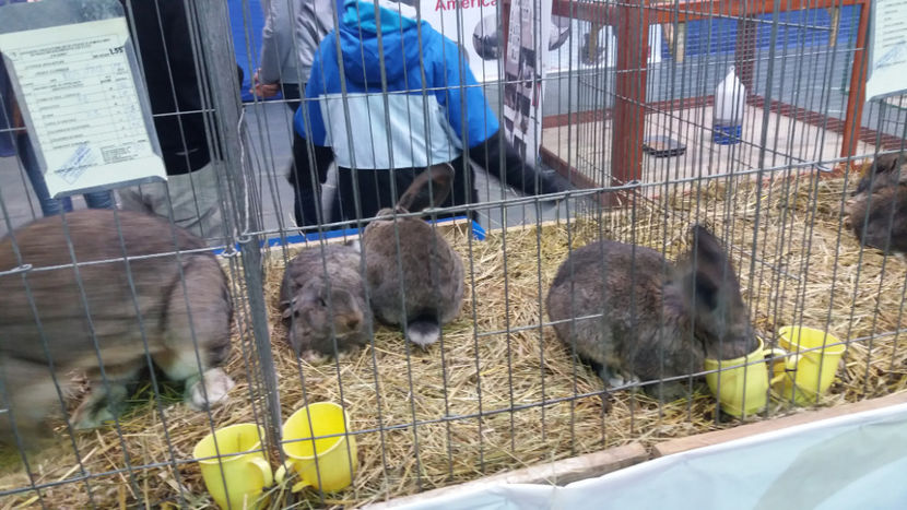  - EXPOZITIA DE PASARI SI ANIMALE OTOPENI 2018