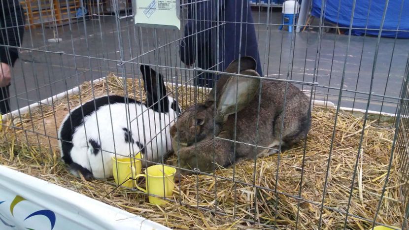  - EXPOZITIA DE PASARI SI ANIMALE OTOPENI 2018