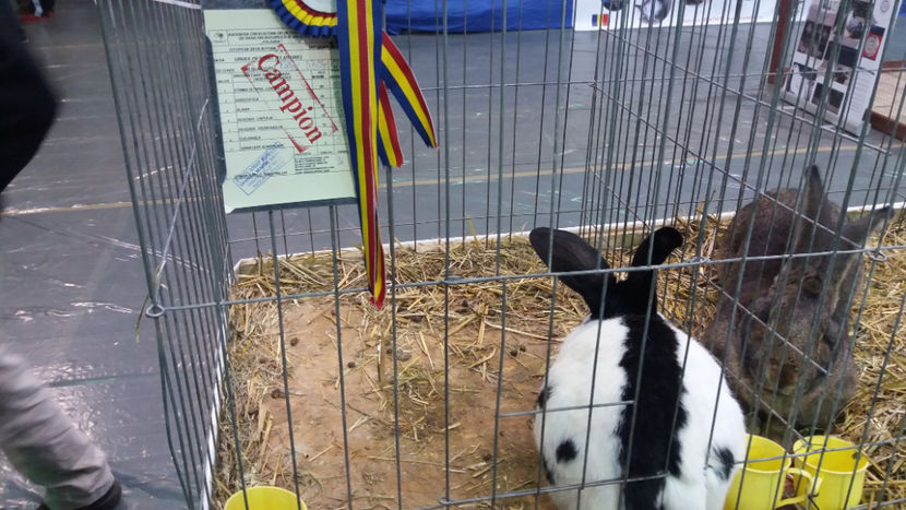  - EXPOZITIA DE PASARI SI ANIMALE OTOPENI 2018