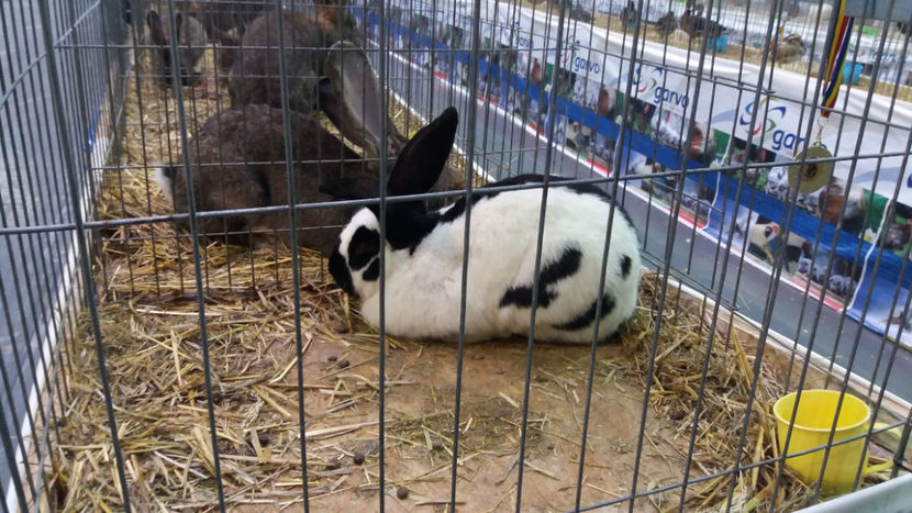  - EXPOZITIA DE PASARI SI ANIMALE OTOPENI 2018