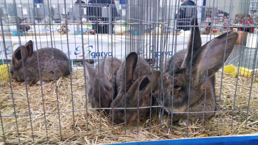  - EXPOZITIA DE PASARI SI ANIMALE OTOPENI 2018