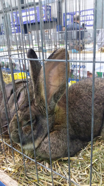  - EXPOZITIA DE PASARI SI ANIMALE OTOPENI 2018
