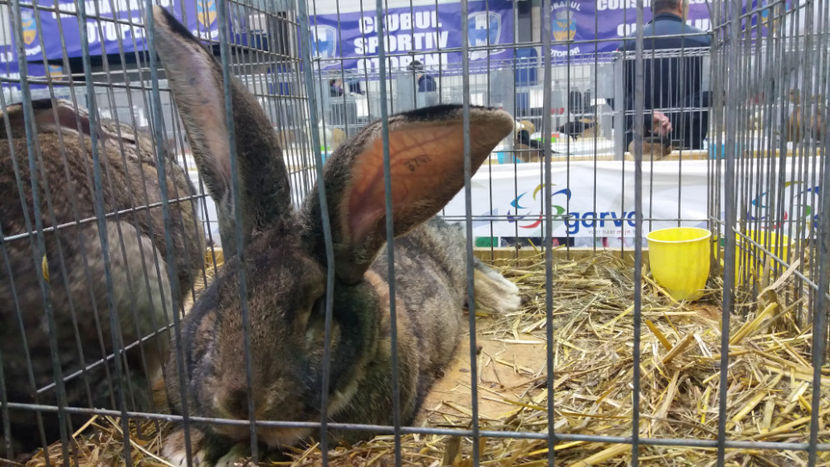  - EXPOZITIA DE PASARI SI ANIMALE OTOPENI 2018