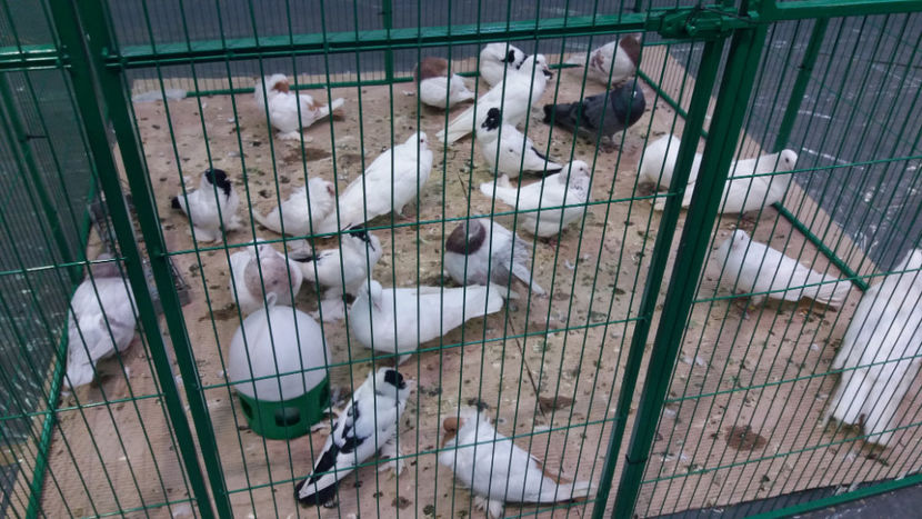  - EXPOZITIA DE PASARI SI ANIMALE OTOPENI 2018