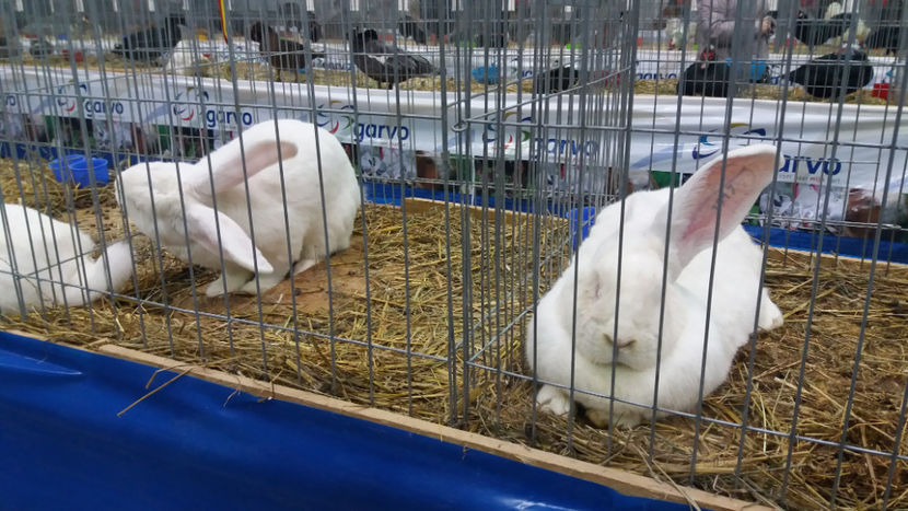 - EXPOZITIA DE PASARI SI ANIMALE OTOPENI 2018