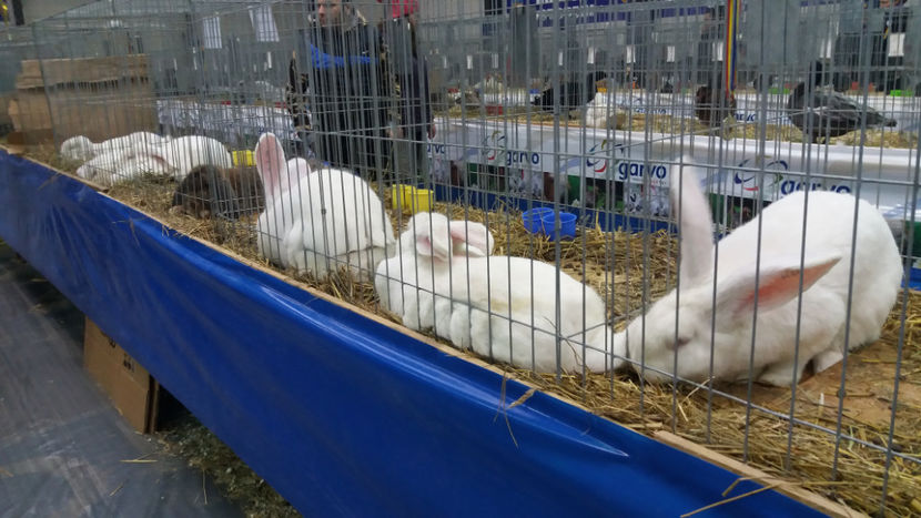  - EXPOZITIA DE PASARI SI ANIMALE OTOPENI 2018