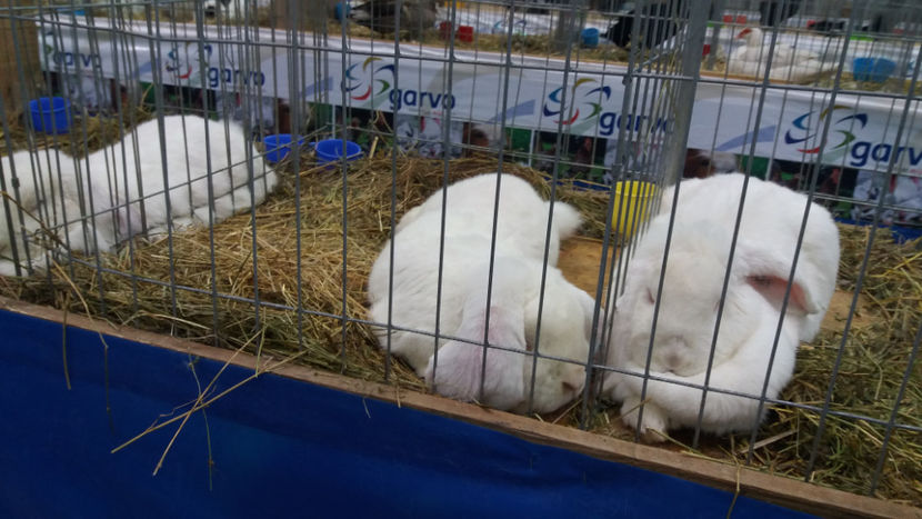  - EXPOZITIA DE PASARI SI ANIMALE OTOPENI 2018