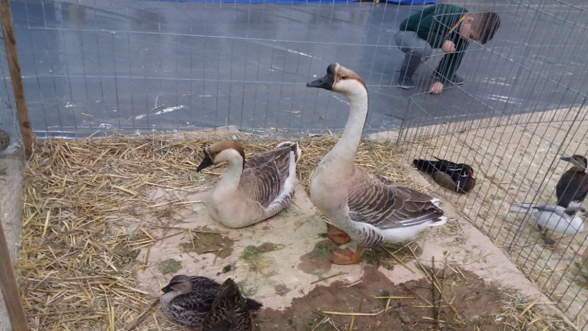  - EXPOZITIA DE PASARI SI ANIMALE OTOPENI 2018