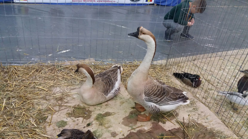  - EXPOZITIA DE PASARI SI ANIMALE OTOPENI 2018