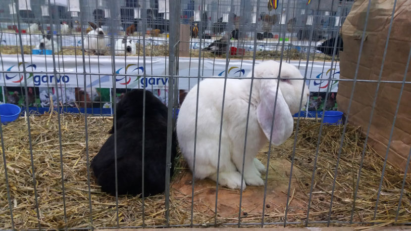  - EXPOZITIA DE PASARI SI ANIMALE OTOPENI 2018