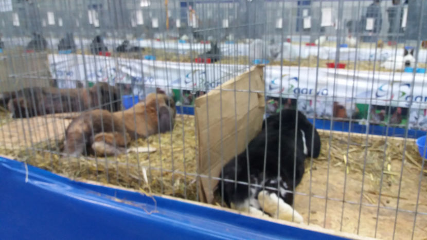  - EXPOZITIA DE PASARI SI ANIMALE OTOPENI 2018