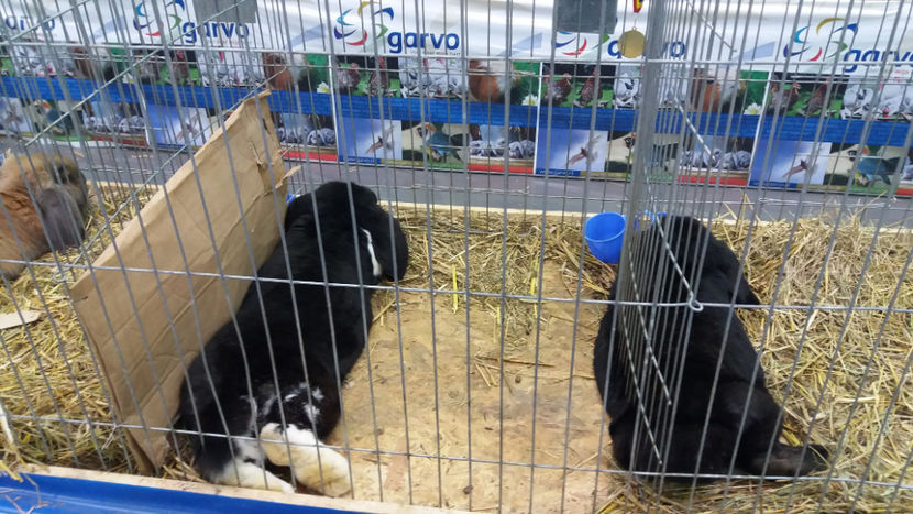  - EXPOZITIA DE PASARI SI ANIMALE OTOPENI 2018